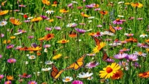 pollinator friendly plant importance